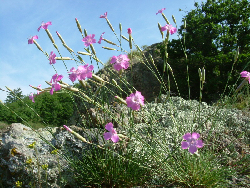 Campotrera 1 Dianthus sylvestris